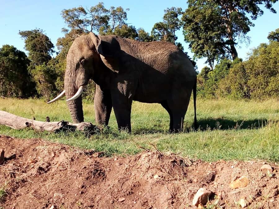Tsavo East National Park: 2-Day Tour from Mombasa - Lions, Elephants, and the Kind of Sightings You’ll Actually Remember