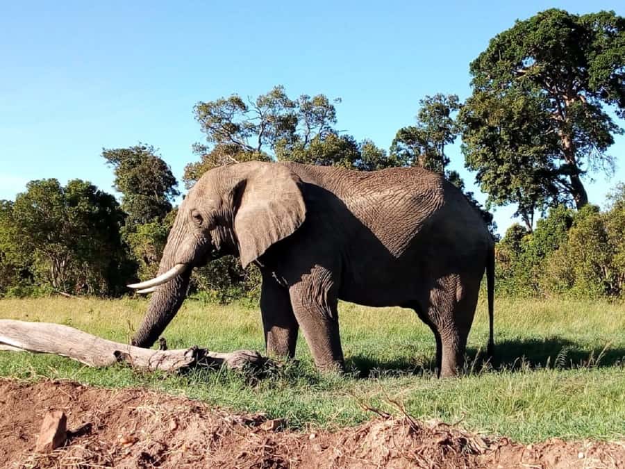 Tsavo East National Park: 2-Day Tour from Mombasa - Timing and Pickup: The Small Logistics That Can Make or Break the Day