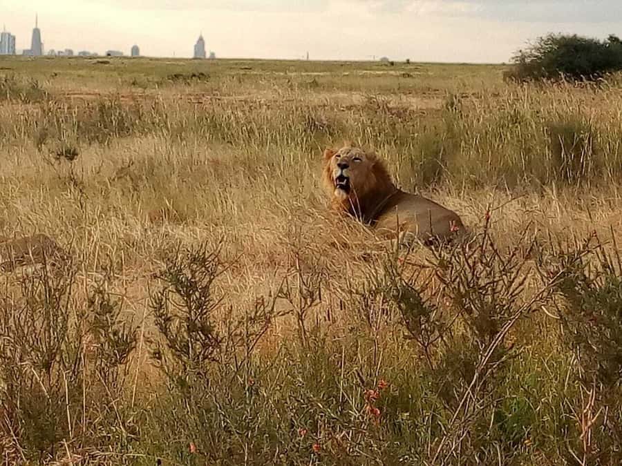 Tsavo East National Park: 2-Day Tour from Mombasa - What to Bring for Tsavo East (So You’re Ready for Any Wildlife Moment)