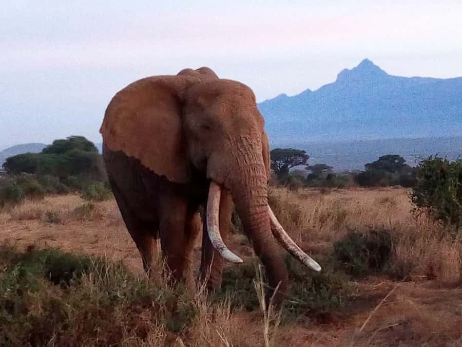 Tsavo East National Park: 2-Day Tour from Mombasa - Day 1: Drive From Mombasa to Tsavo East, Then Your First Game Drive
