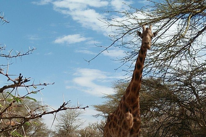 Tsavo East & west, Amboseli 5days from Mombasa - Tsavo East, Tsavo West, and Amboseli in One Easy Route From Mombasa