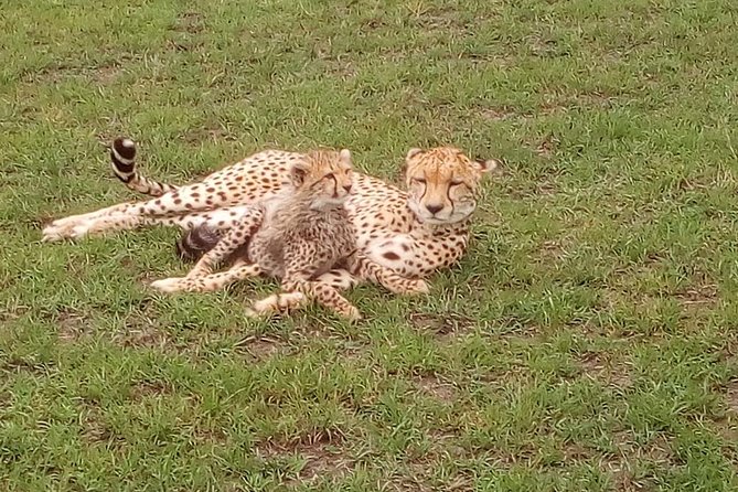 Tsavo East & west, Amboseli 5days from Mombasa - Day 1: Tsavo East National Park and Voi Safari Lodge