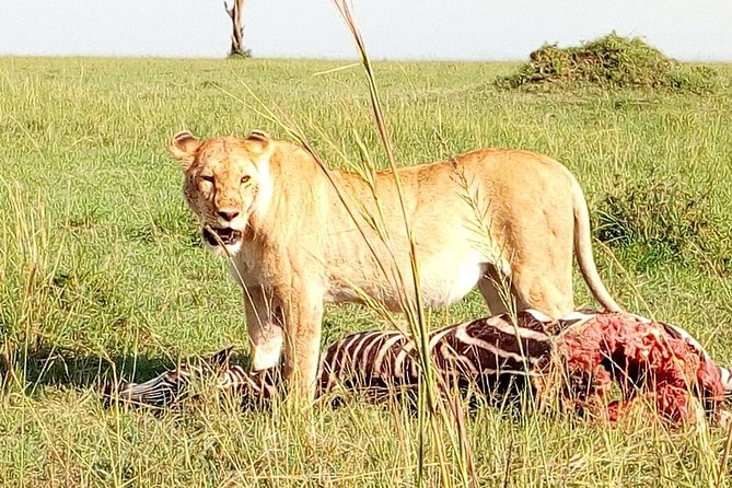 Tsavo East & west, Amboseli 5days from Mombasa - Day 4: Full Amboseli Day With Packed Lunch at Observation Hill