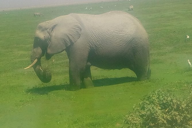 Tsavo East & west, Amboseli 5days from Mombasa - Day 5: Nairobi Arboretum, Then Optional First-Class Train From Emali