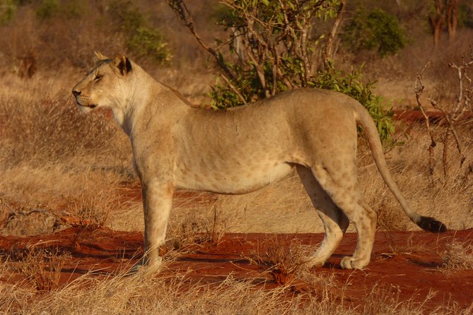 Tsavo National Park Small group Day trip - The guide and the small-group advantage