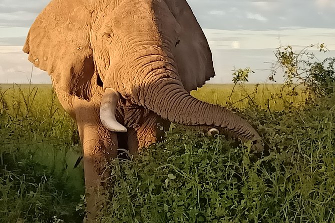 Vegans special safari - Nairobi National Park plus David Sheldrick Elephant Trust