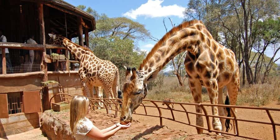 Visit to the Giraffe Centre - Key things to know before you go