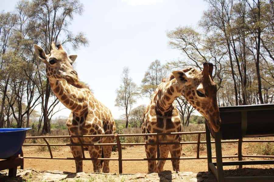 Visit to the Giraffe Centre - Meeting the Rothschild giraffes: what feeding really feels like