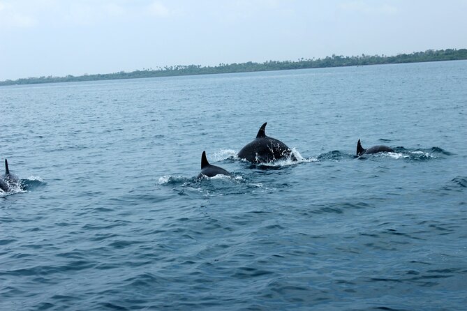 Wasini Day Tour - Snorkeling Kisite-Mpunguti Marine National Park: coral, fish, and first timer help