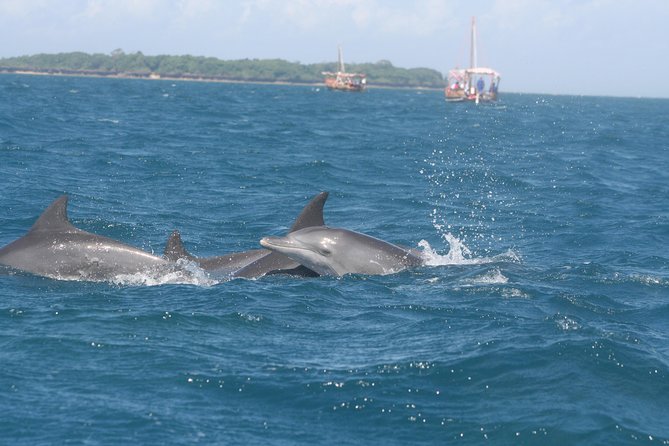 Wasini Dolphin Day Trip - Key things to know before you go