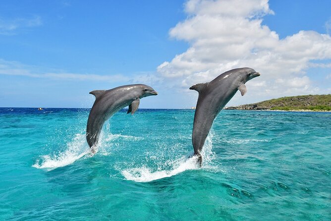 Wasini Dolphin Snorkeling - Shimoni and the Kenya Wildlife Services Check-In