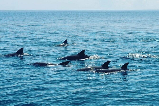 Wasini Dolphin Snorkeling - Kisite Mpunguti Marine Park Snorkeling: The Main Event