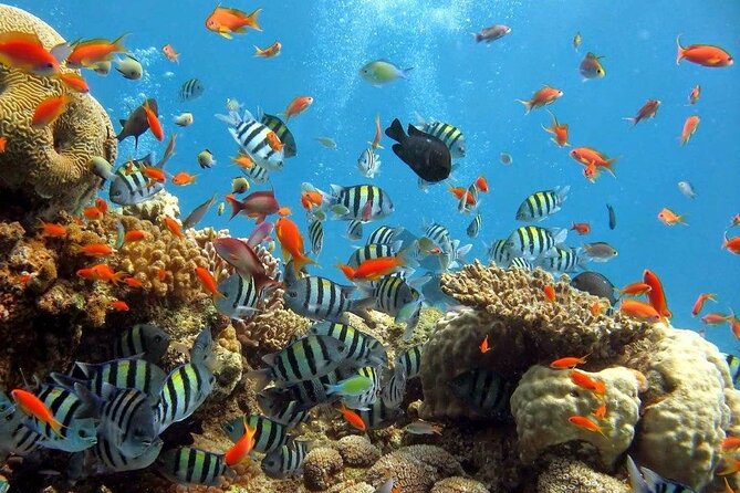 Wasini Dolphin Snorkeling - The Ride Back and How to Plan for a Full Day
