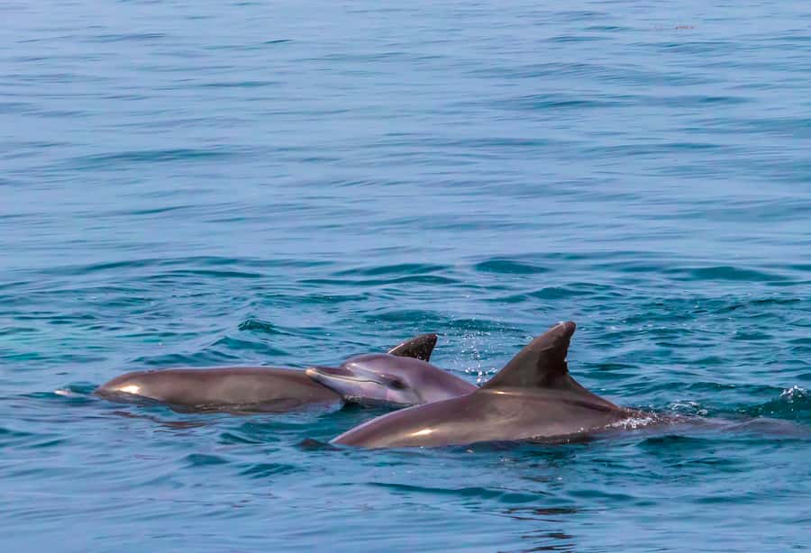 Wasini Island: Dolphin Spotting & Snorkel at Kisite Mpunguti - Key Points at a Glance