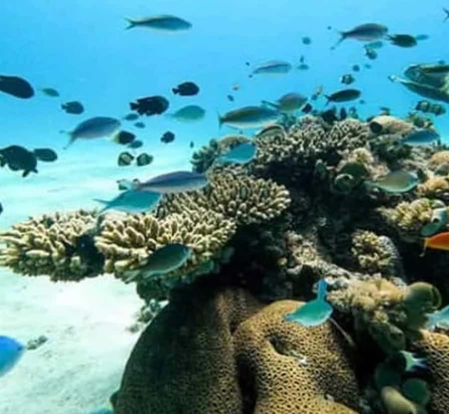 Wasini island: Marine Park, Dolphin Watch & Village Tour - Key things to know before you go