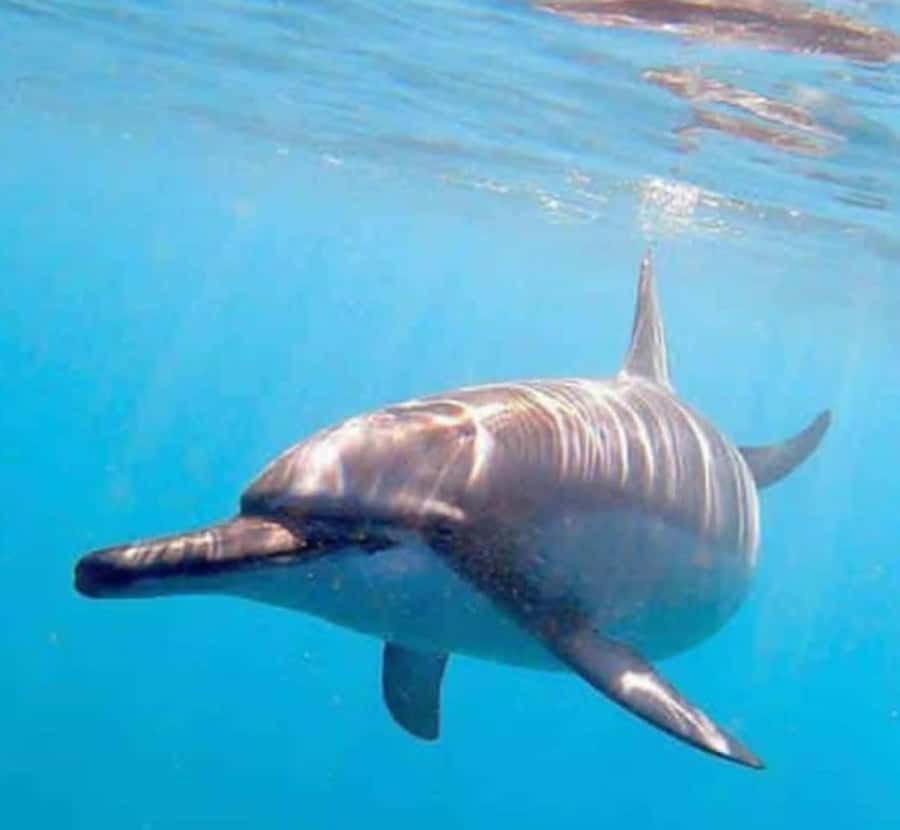 Wasini island: Marine Park, Dolphin Watch & Village Tour - Shimoni Caves stop: powerful context, optional timing