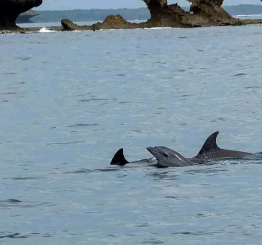 Wasini island: Marine Park, Dolphin Watch & Village Tour - Diani pickup and the early drive to Shimoni
