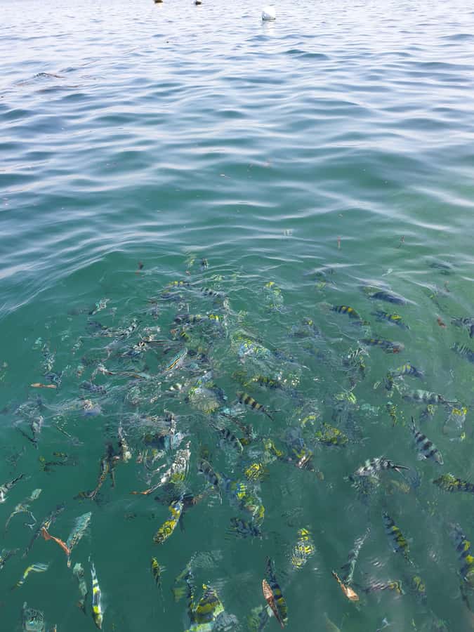 WATAMU: MALINDI: SARDEGNA ISLAND & MALINDI MARINE PARK - Who this tour suits best (and who should rethink it)