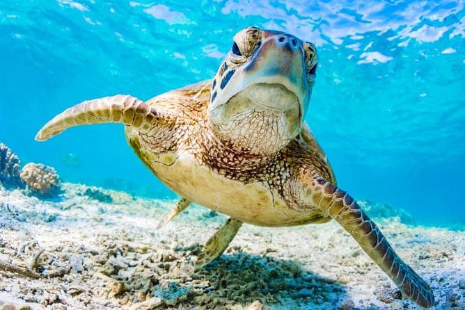 Watamu Marine Park & Sudi Island Mangrove Forest Canoe Ride.With sea food lunch - Transfers, guide attention, and the small-group advantage