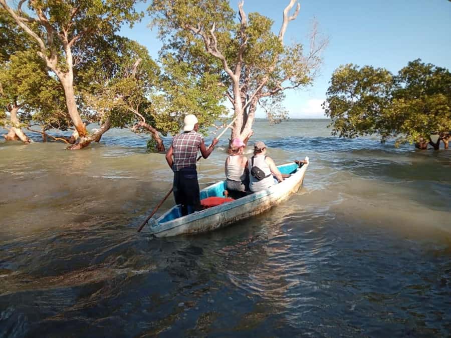 Watamu: Sunset Mangrove Canoe Tour with Coconut Drink - Mangrove forest critters: mudskippers and oysters on roots